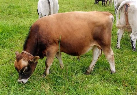 View <strong>Jersey Cattle for sale</strong> in the UK. . Cows for sale near me